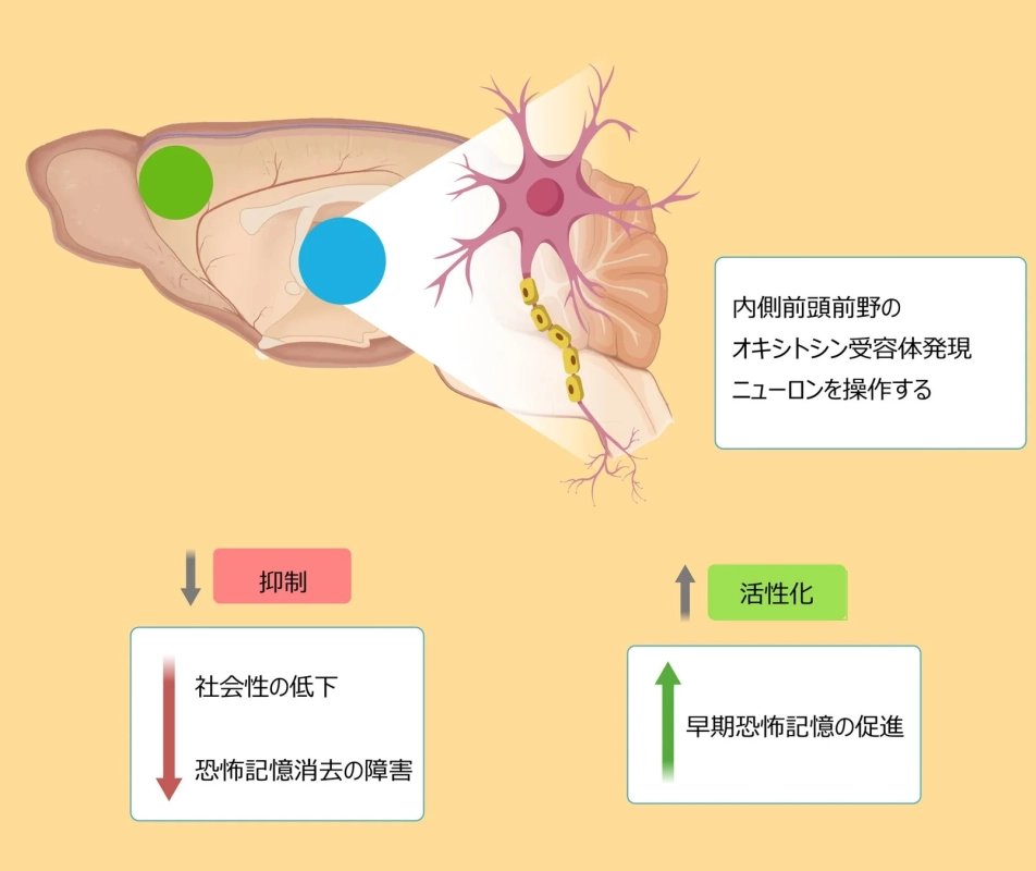 研究成果を示す図