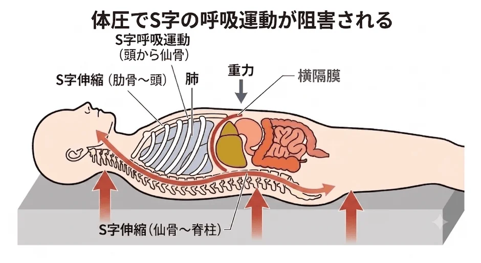 S字呼吸運動