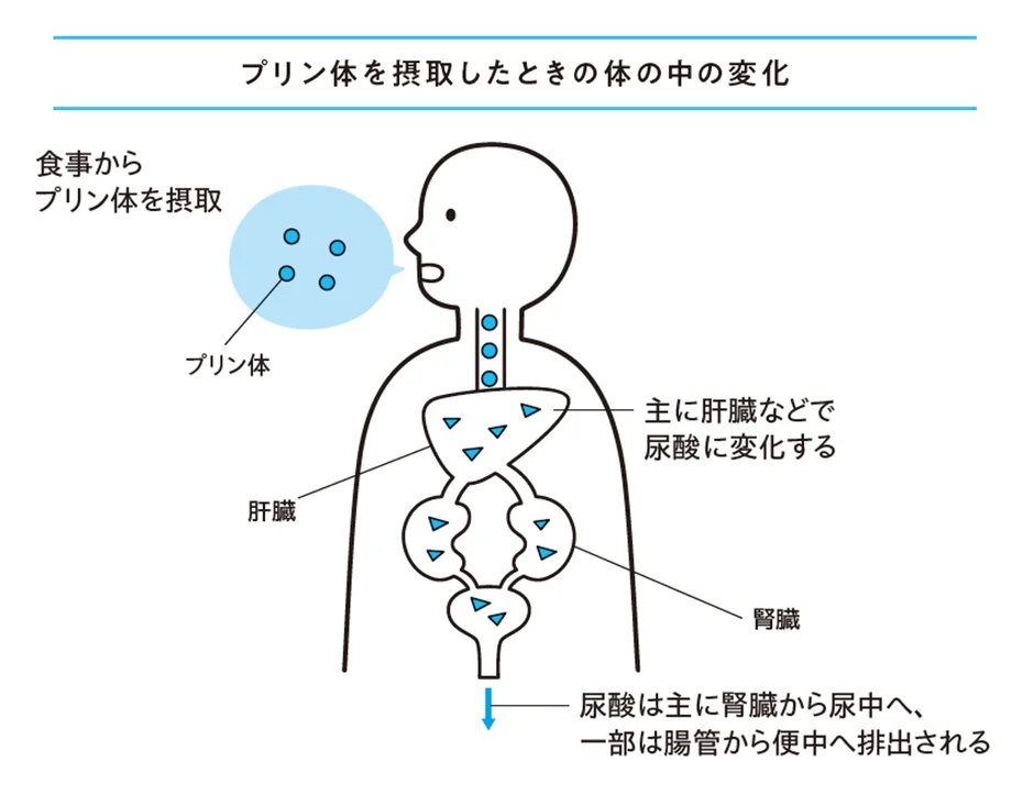 プリン体の代謝