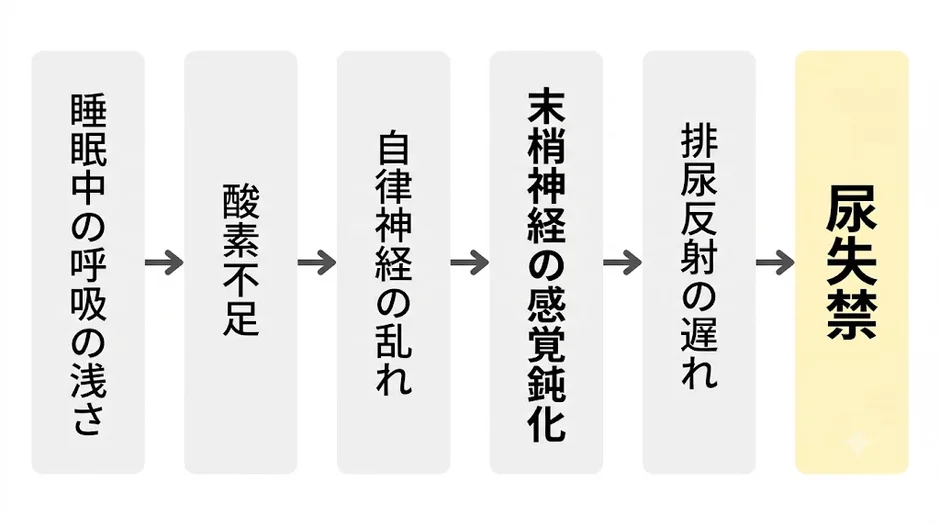 睡眠中の呼吸の浅さから尿失禁に至るメカニズム