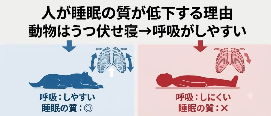 人が睡眠の質が低下する理由 動物はうつ伏せ寝→呼吸がしやすい 呼吸:しやすい 睡眠の質:◎ 呼吸:しにくい 睡眠の質:×