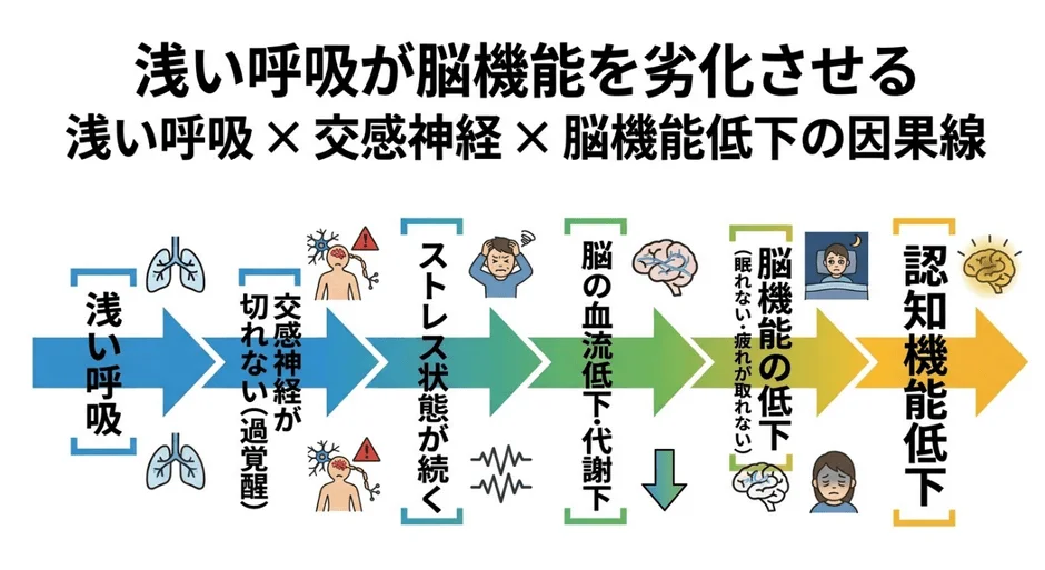浅い呼吸が脳機能を劣化させる 浅い呼吸 × 交感神経 × 脳機能低下の因果線 浅い呼吸 交感神経が切れない(過覚醒) ストレス状態が続く 脳の血流低下・代謝下 脳機能の低下(眠れない・疲れが取れない) 認知機能低下